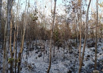 Incendios siguen activos en Carrillo Puerto