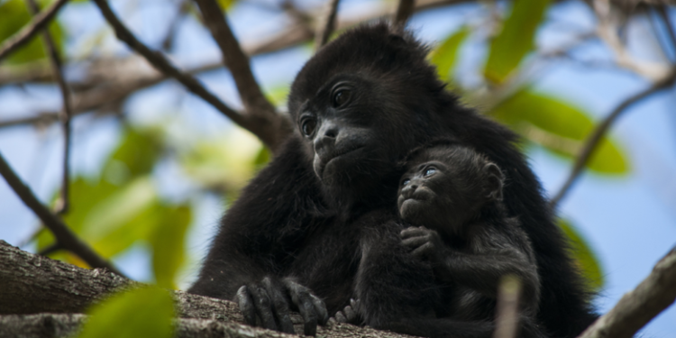 Avistan especialistas de la UJAT comunidad de 15 monos saraguatos en la Chontalpa