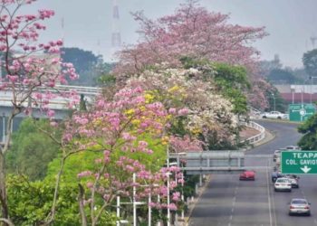 Difunde Ayuntamiento de Centro guía básica para reforestar en espacios urbanos