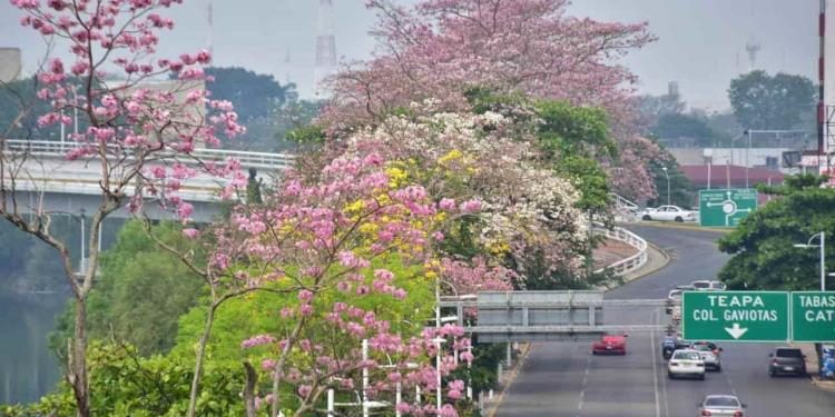 Difunde Ayuntamiento de Centro guía básica para reforestar en espacios urbanos