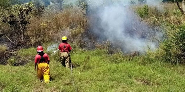 Protección Civil de Centro rescata más de 80 animales en incendios este año