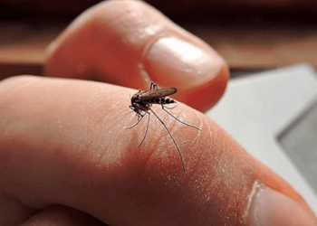 Tabasco enfrenta un récord histórico de casos de dengue, advierte la Secretaría de Salud