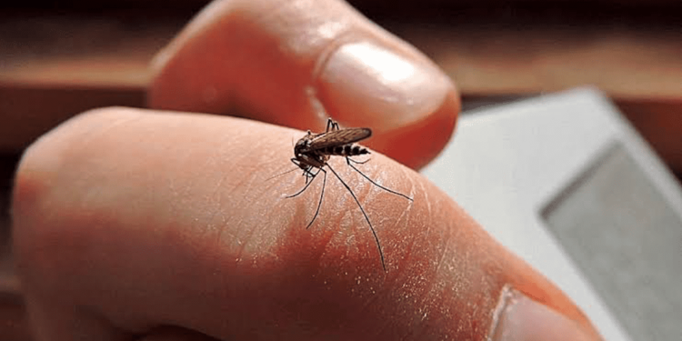 Tabasco enfrenta un récord histórico de casos de dengue, advierte la Secretaría de Salud