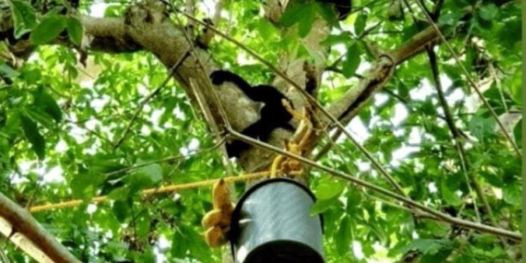 Instalan laboratorio móvil en UJAT de Comalcalco para investigar muerte de monos aulladores