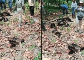 Por golpe de calor, monos aulladores caen muertos de los árboles en Chiapas y Tabasco