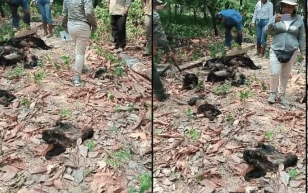 Por golpe de calor, monos aulladores caen muertos de los árboles en Chiapas y Tabasco