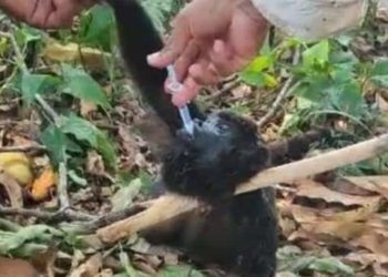 Altas temperaturas afectan la salud de la fauna en Comalcalco, Tabasco