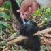 Altas temperaturas afectan la salud de la fauna en Comalcalco, Tabasco