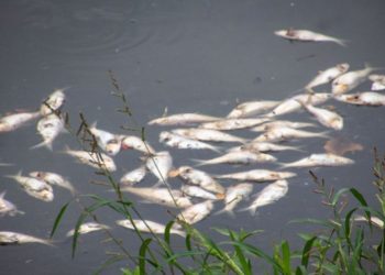 Alarmante mortandad de peces en la Laguna de las Ilusiones de Villahermosa