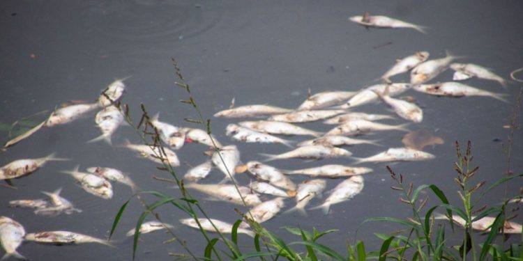 Alarmante mortandad de peces en la Laguna de las Ilusiones de Villahermosa