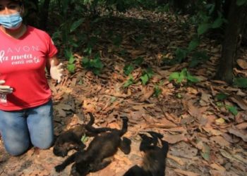 Profepa rescata cuatro monos saraguatos con signos de deshidratación en Tabasco