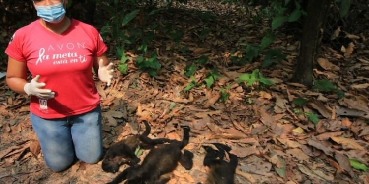 Profepa rescata cuatro monos saraguatos con signos de deshidratación en Tabasco