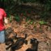 Profepa rescata cuatro monos saraguatos con signos de deshidratación en Tabasco