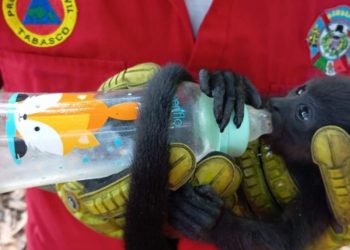 Monos saraguatos sucumben ante el calor en Jalpa: 7 fallecidos