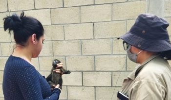 Coordina Protección Civil atención a monos aulladores ante ola de calor