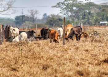 Ganaderos de Tabasco enfrentan desafíos por estiaje severo