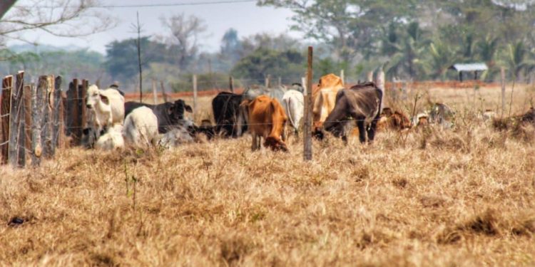 Ganaderos de Tabasco enfrentan desafíos por estiaje severo