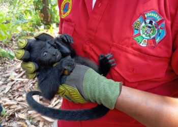 ¡S.O.S! Refugios en Tabasco piden apoyo ante mortandad de animales