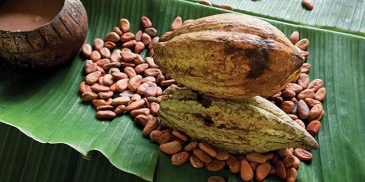 Gobierno de Tabasco busca declarar al «Cacao» como Patrimonio Cultural Inmaterial