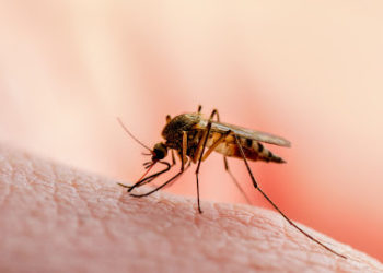 Pide SS atender recomendaciones para evitar contagios por dengue