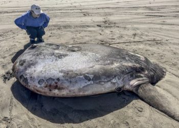 Asombroso pez luna aparece en las costas de Oregón