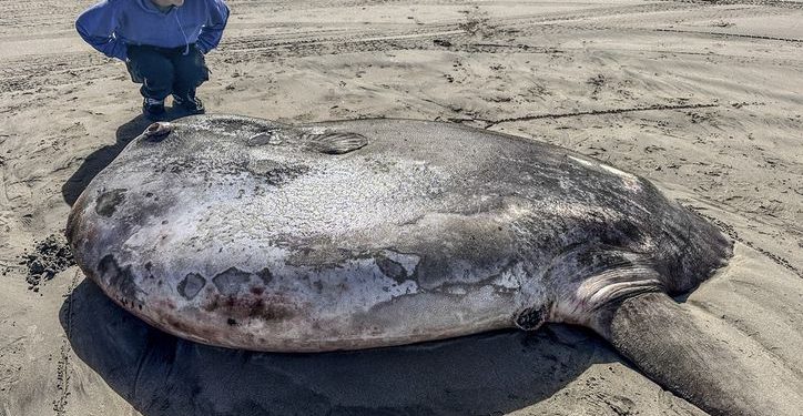 Asombroso pez luna aparece en las costas de Oregón