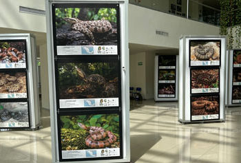 Llega a la UJAT la exposición itinerante “Serpientes Mexicanas: las víboras”