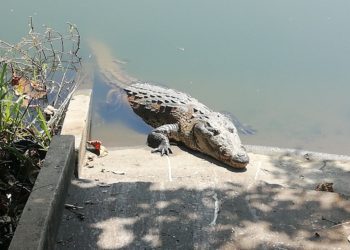 Invasión de hábitat propicia aumentos de ataques de cocodrilos en Villahermosa