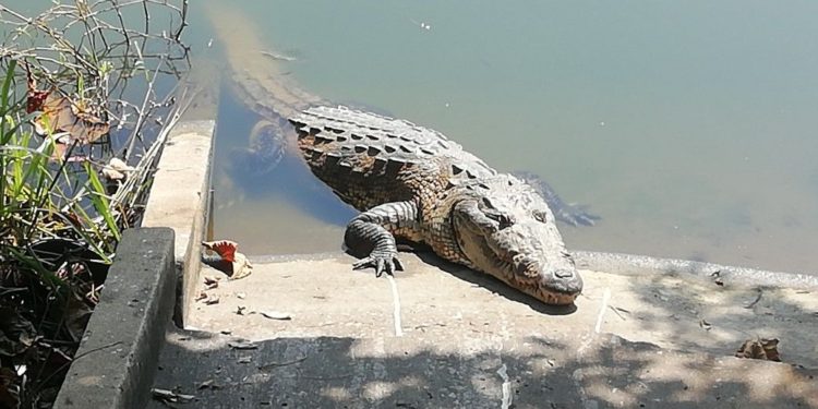 Invasión de hábitat propicia aumentos de ataques de cocodrilos en Villahermosa