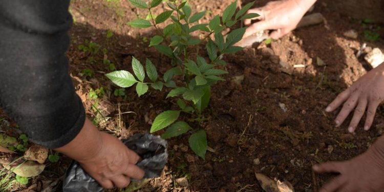 Recolecta ‘Juguetab’ 2 mil árboles para reforestación