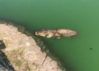 Ayuntamiento de Centro advierte: No acercarse a Laguna de las Ilusiones por temporada de reproducción de cocodrilos