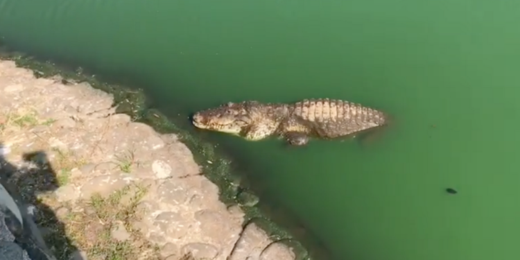 Ayuntamiento de Centro advierte: No acercarse a Laguna de las Ilusiones por temporada de reproducción de cocodrilos