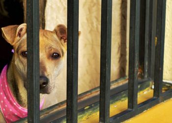 Aumenta preocupación por casos de crueldad animal en Tabasco: Caninos 911