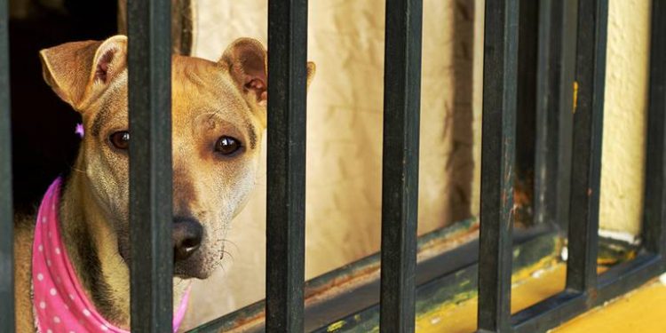 Aumenta preocupación por casos de crueldad animal en Tabasco: Caninos 911