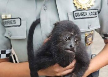 Guardia Nacional rescata Mono Saraguato ofrecido a la Venta en Cárdenas