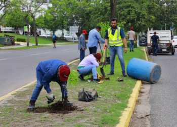 Reforestan Villahermosa con la siembra de 350 árboles