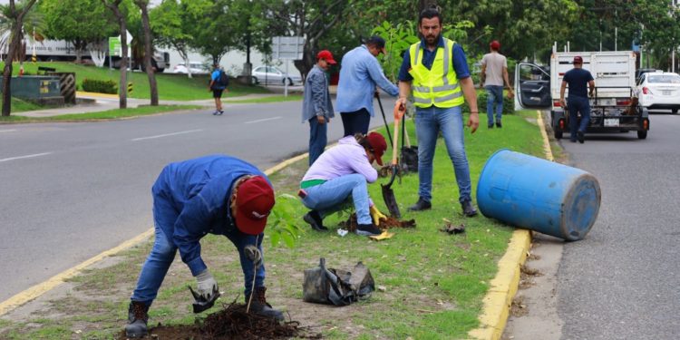 Reforestan Villahermosa con la siembra de 350 árboles