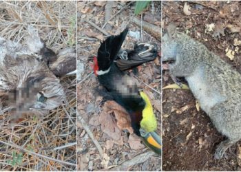 Animales mueren tras incendios forestales en Felipe Carrillo Puerto