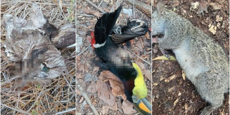 Animales mueren tras incendios forestales en Felipe Carrillo Puerto
