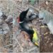 Animales mueren tras incendios forestales en Felipe Carrillo Puerto