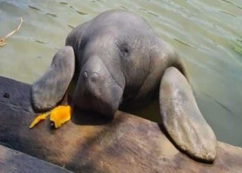 Suspenden avistamientos de manatíes en Jonuta por incremento del Río Usumacinta