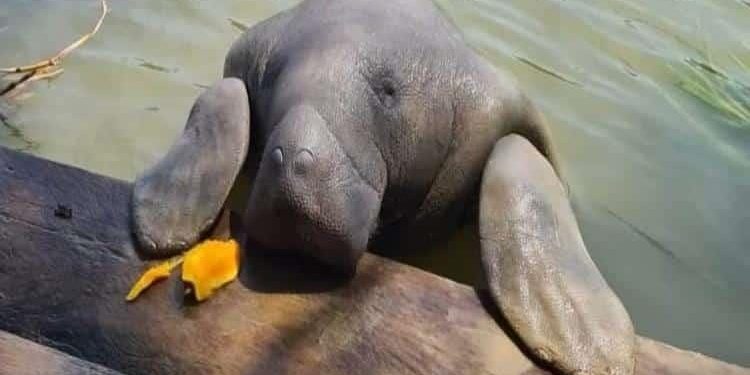 Suspenden avistamientos de manatíes en Jonuta por incremento del Río Usumacinta