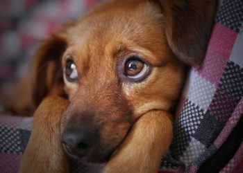 PVEM insistirá en el Congreso de Tabasco por la creación de una fiscalía especializada para la protección animal