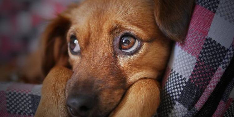 PVEM insistirá en el Congreso de Tabasco por la creación de una fiscalía especializada para la protección animal