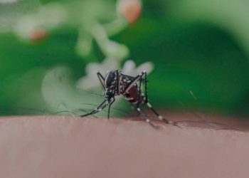 Centro ocupa el 8vo lugar en casos de dengue en Tabasco