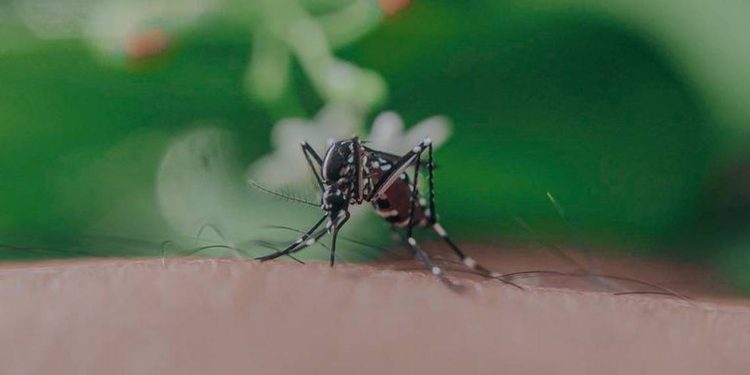 Centro ocupa el 8vo lugar en casos de dengue en Tabasco