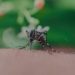 Centro ocupa el 8vo lugar en casos de dengue en Tabasco