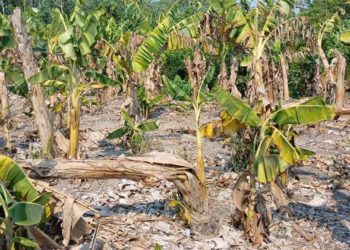 Oleada de calor y sequía prolongada devastan cultivos de plátano en Cucuyulapa