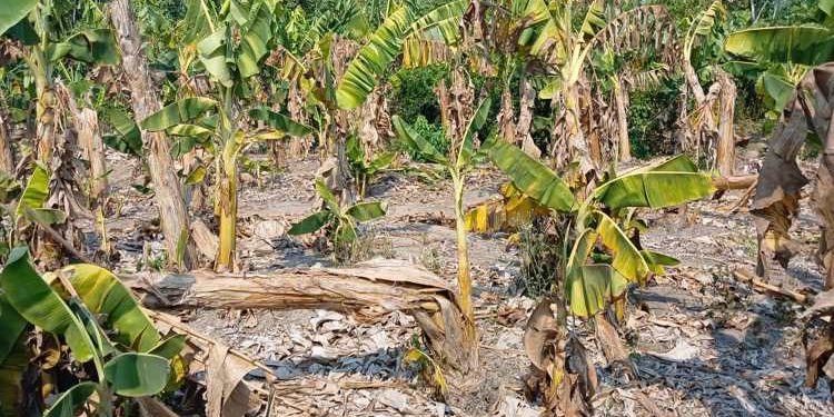 Oleada de calor y sequía prolongada devastan cultivos de plátano en Cucuyulapa