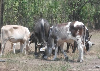 Estiaje prolongado provoca pocas muertes de ganado en Tabasco: UGR